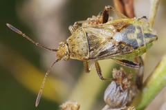 Stictopleurus punctatonervosus