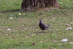 Patagioenas maculosa