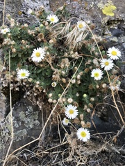 Erigeron basalticus
