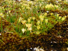 Colobanthus quitensis