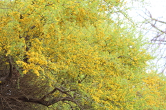 Geoffroea decorticans