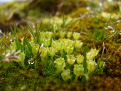 Colobanthus quitensis