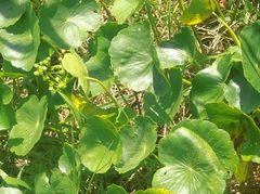Hydrocotyle bonariensis