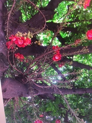 Couroupita guianensis