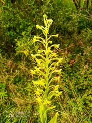 Habenaria novemfida