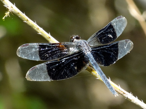 Black-winged Dragonlet