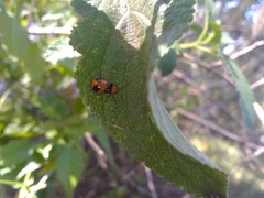 Aulacophora hilaris
