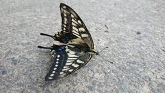 Papilio machaon hippocrates
