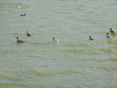 Tachyeres patachonicus