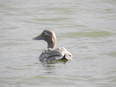 Tachyeres patachonicus