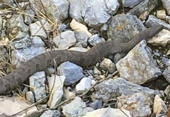 Nerodia sipedon