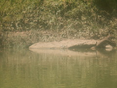 Graptemys geographica