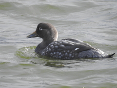 Tachyeres patachonicus