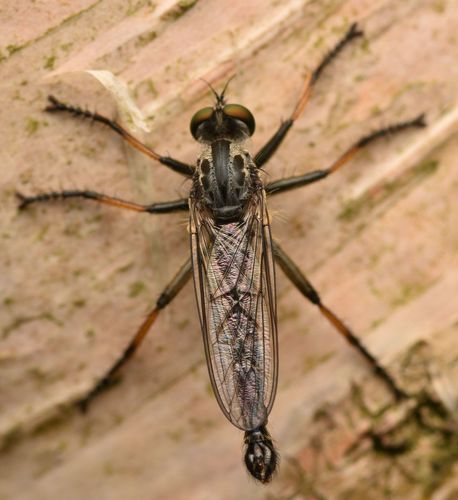 Common Awl Robber Fly, photo 5 of 10