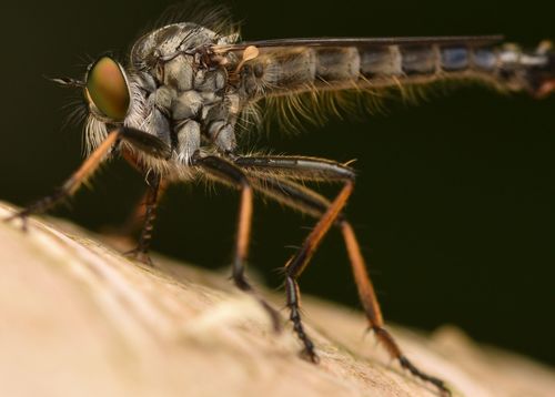 Common Awl Robber Fly, photo 4 of 10