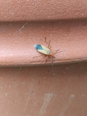 Dysdercus immarginatus