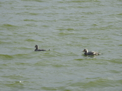 Tachyeres patachonicus