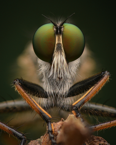 Common Awl Robber Fly, photo 3 of 10