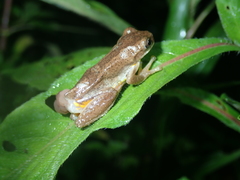 Dendropsophus carnifex