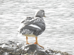 Tachyeres patachonicus