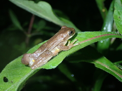 Dendropsophus carnifex