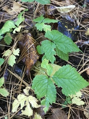 Rubus arcticus