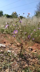 Machaeranthera tanacetifolia