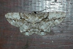 Boarmia platyleuca