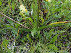 Gymnadenia densiflora