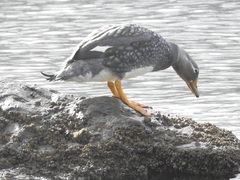 Tachyeres patachonicus