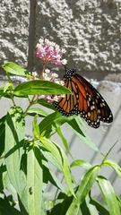Danaus plexippus
