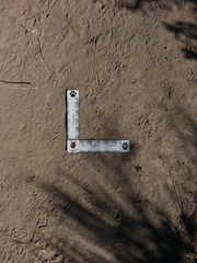 Callipepla californica