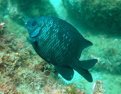 Parma oligolepis