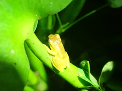 Dendropsophus carnifex