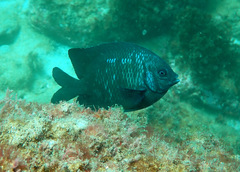 Parma oligolepis