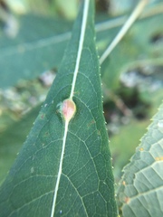 Neolasioptera vernoniae