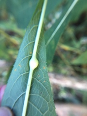 Neolasioptera vernoniae