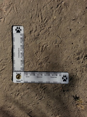 Callipepla californica