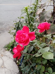 Rosa