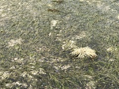 Cymodoceaceae