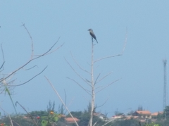 Tyrannus melancholicus