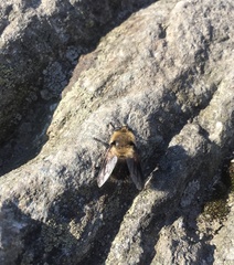Cephenemyia phobifer