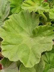Pelargonium