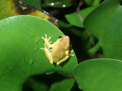 Dendropsophus carnifex