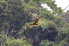Geranoaetus polyosoma