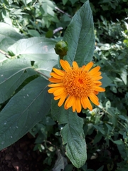 Lasianthaea macrocephala