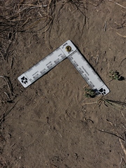 Perognathus