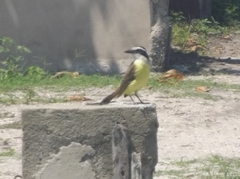 Pitangus sulphuratus