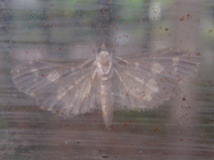 Eurrhyparodes bracteolalis