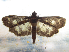 Eurrhyparodes bracteolalis